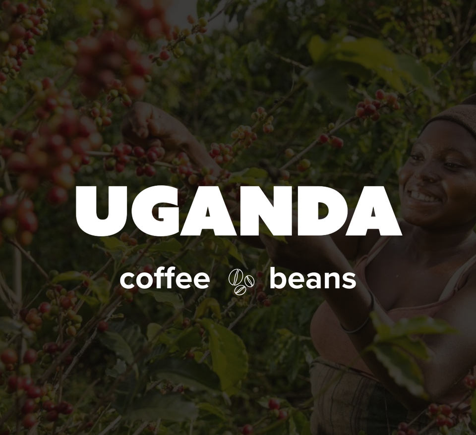 K-Cups Coffee Flavored & Nonflavored Organic Supreme Finest Premium American Espresso Breakfast Cold Brew House Vanilla Chocolate Hazelnut Pumpkin French Vanilla Ethiopia Colombia Sumatra Brazil more